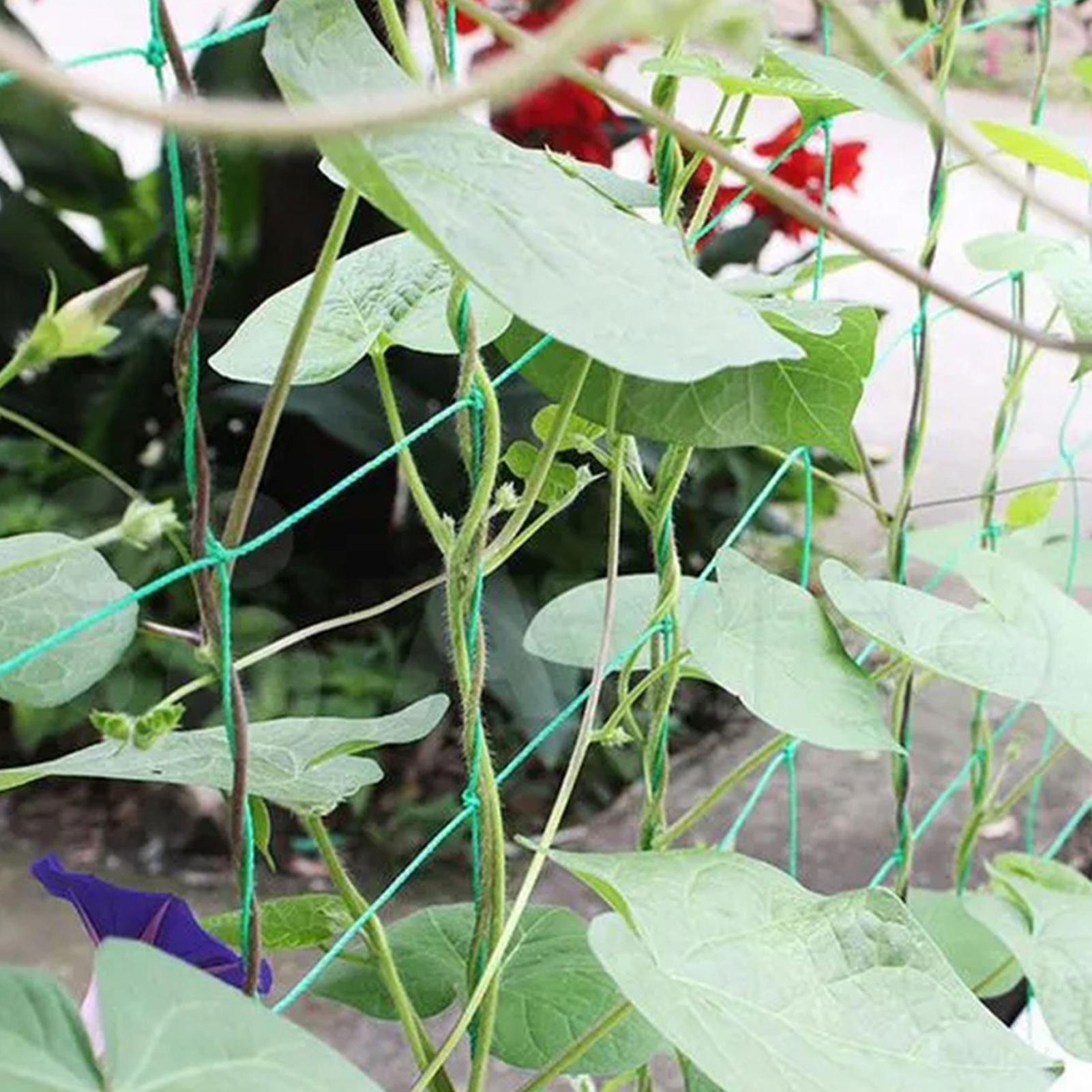 Plant Climbing Net Tree Nettin - Plant Support Trellis Netting Climbing 评论和价格